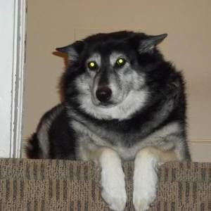 Meet your Posher, Jack